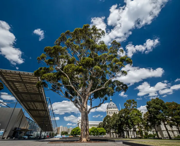 Large tree in front of Exhibition Centre