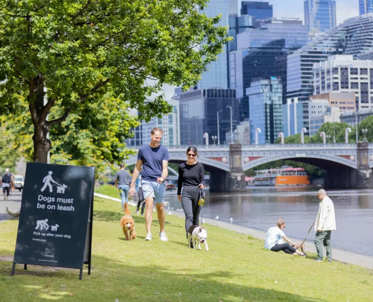 Dogs on leashes being walked along the river