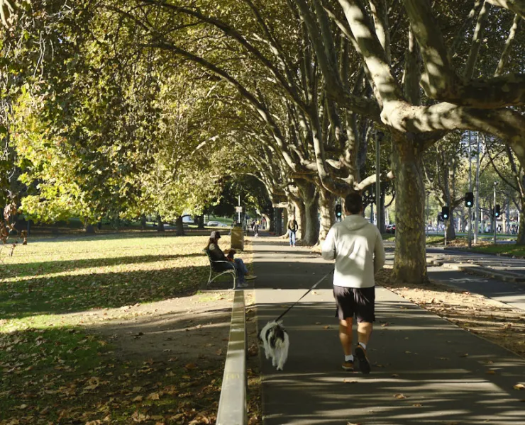 Person walking dog in park