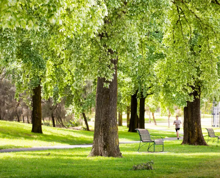 Trees in Royal Park