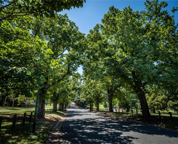A path in a park lined with large trees