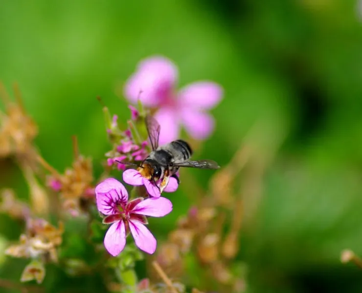 A bee sitting on a purple flower