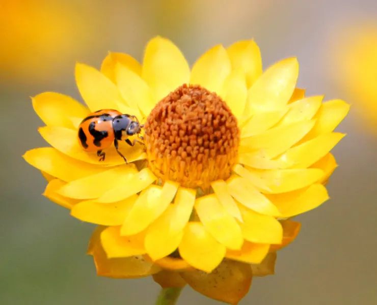 Insects and the City