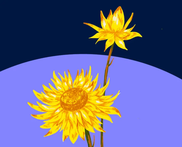 Everlasting love as Melbourne picks a floral emblem 