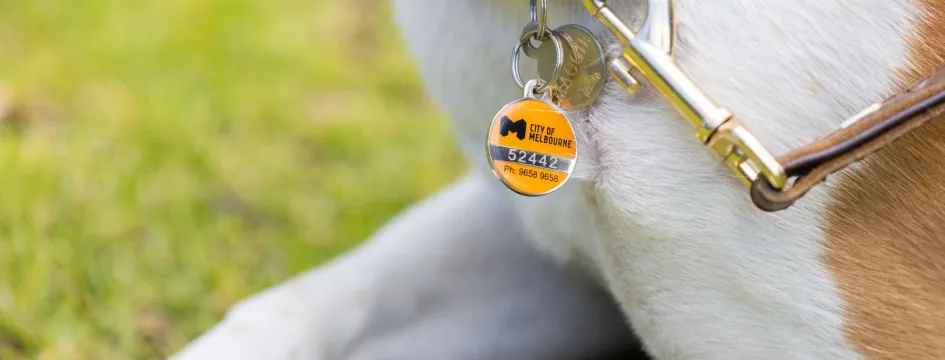 Close up of dog’s neck and chest displaying pet registration disc.
