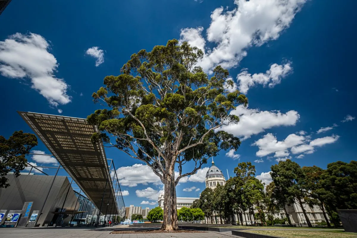 Large tree in front of Exhibition Centre