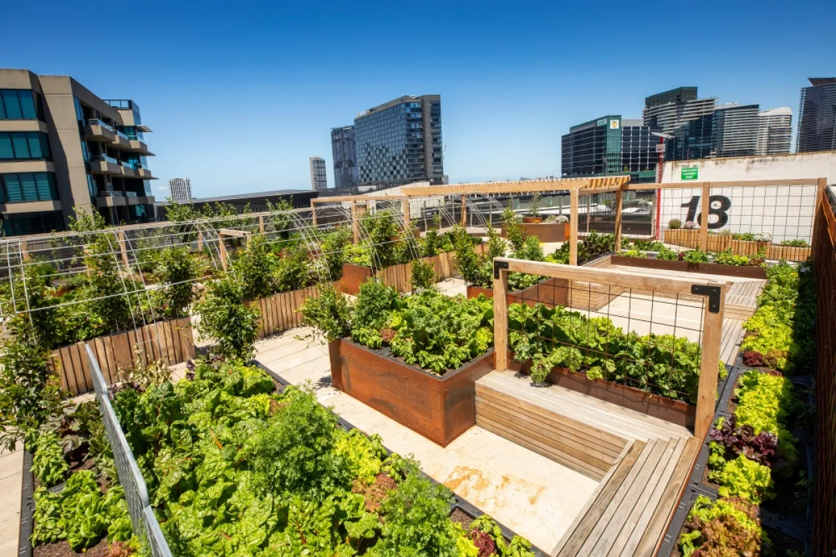 City rooftop with benches and boxes full of green plants
