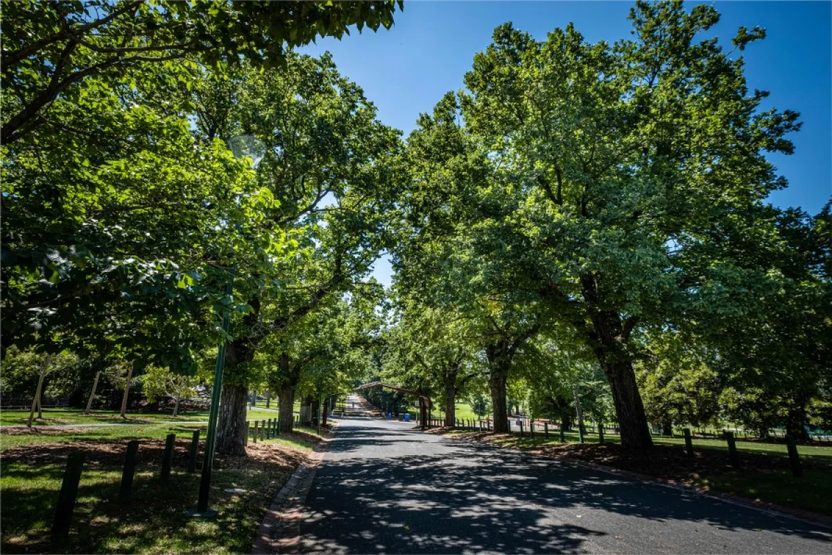 A path in a park lined with large trees