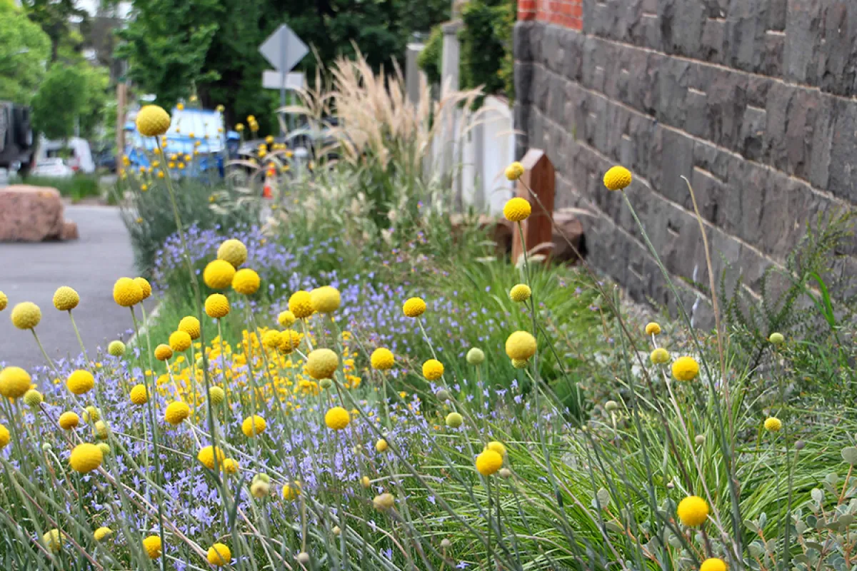 Yellow and purple flowers in a street garden.
