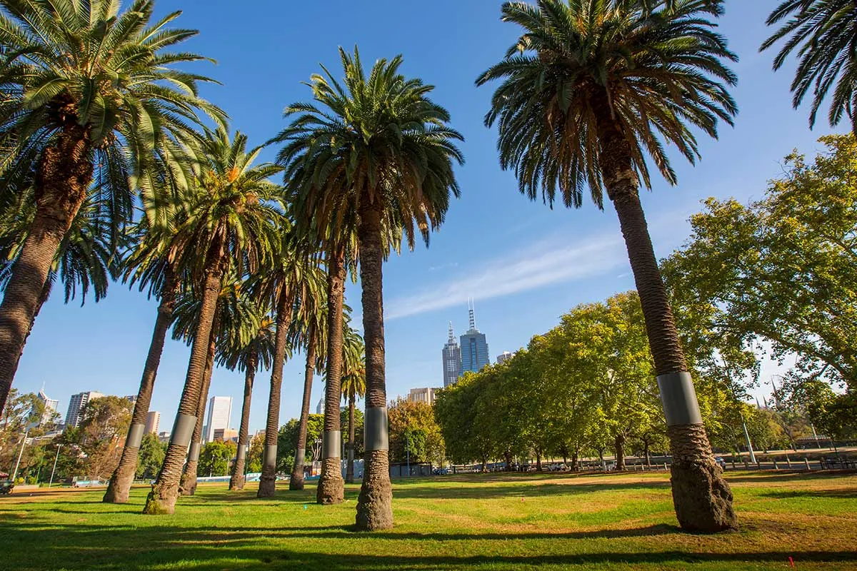 Palm trees in a park