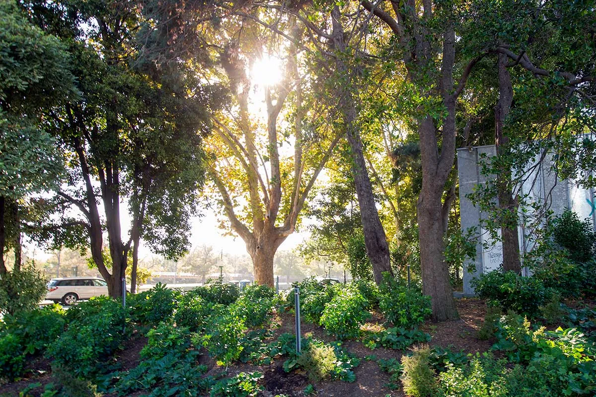Sun coming through trees and a garden bed