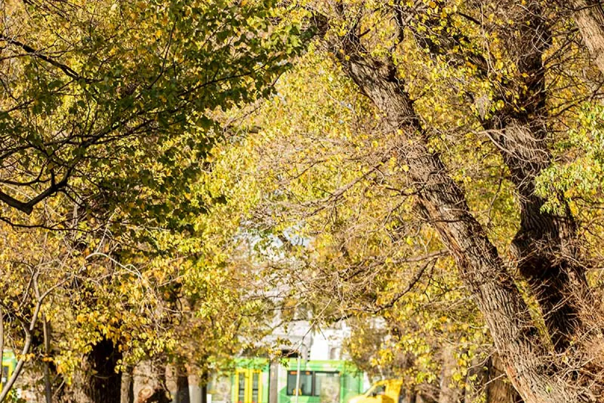 An path lined with autumnal trees