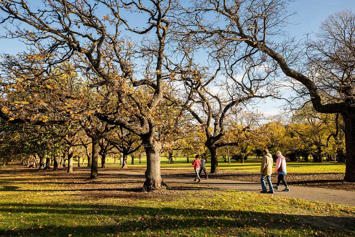 People walking along a park path lined with oak trees