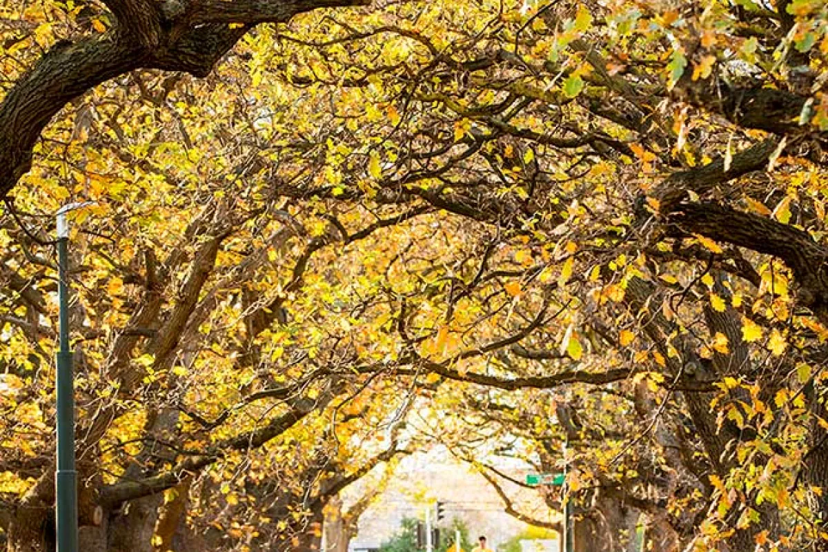 Autumnal oaks trees line a park path
