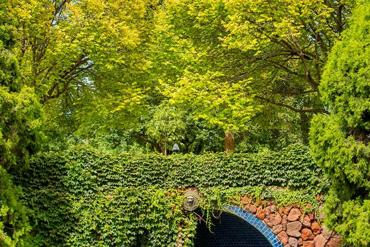 Trees growing over a tunnel