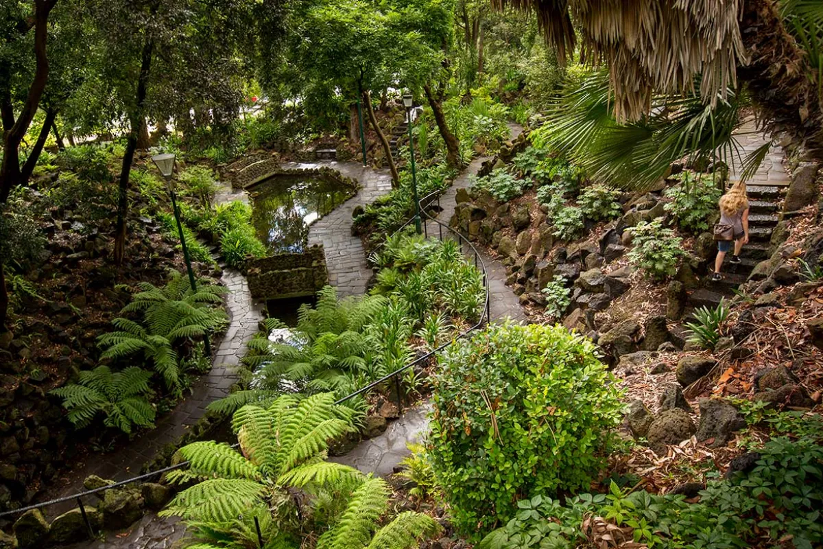 Paths leading through a forest of ferns and plants