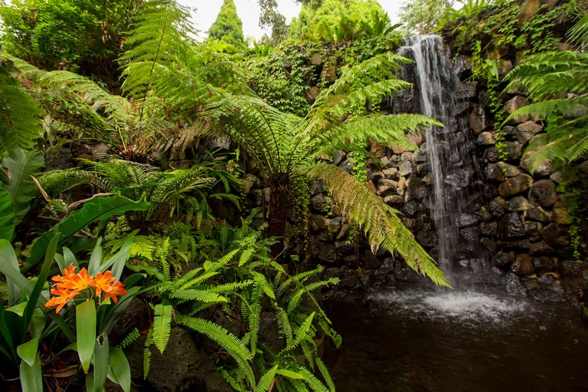 Ferns and a waterfall