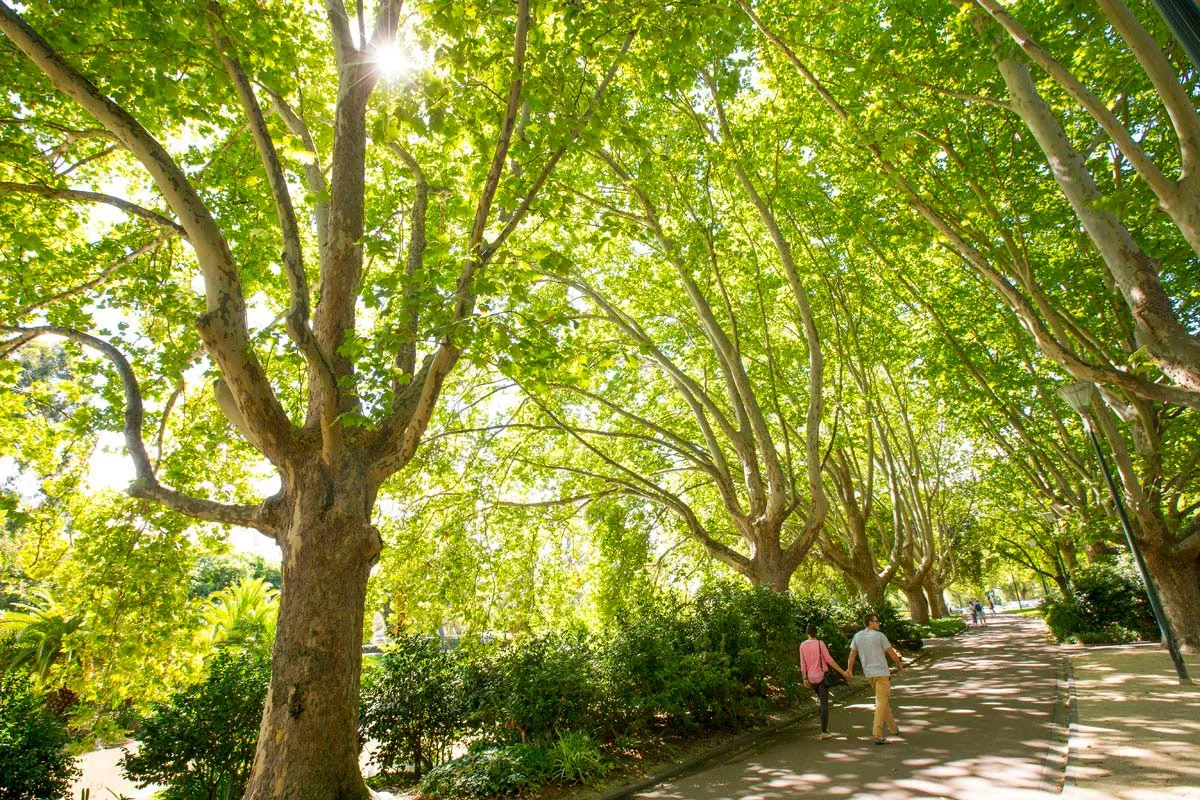 Bright green tress lining a park path