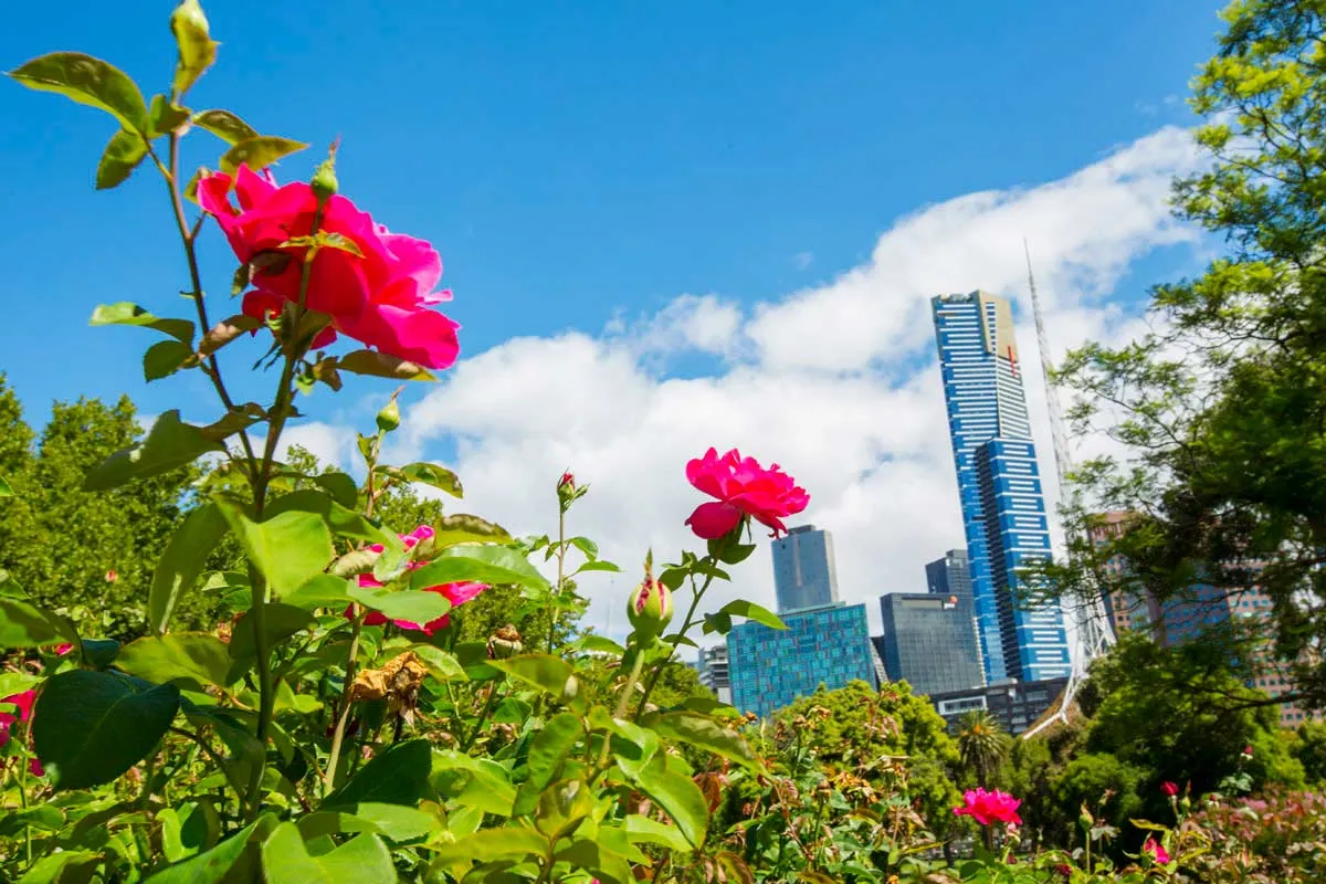 Roses in the foreground of city buildings