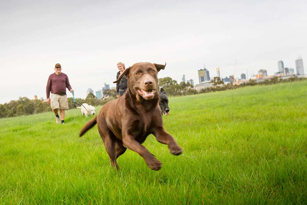 A dog running on grass in a park