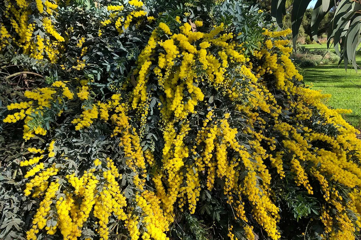 Yellow wattle blooms on a bush