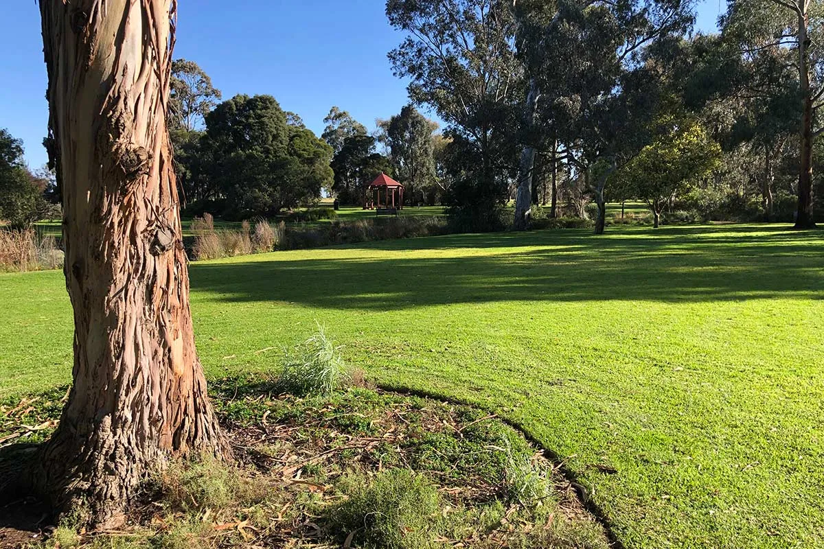 A tree trunk and grass in a park