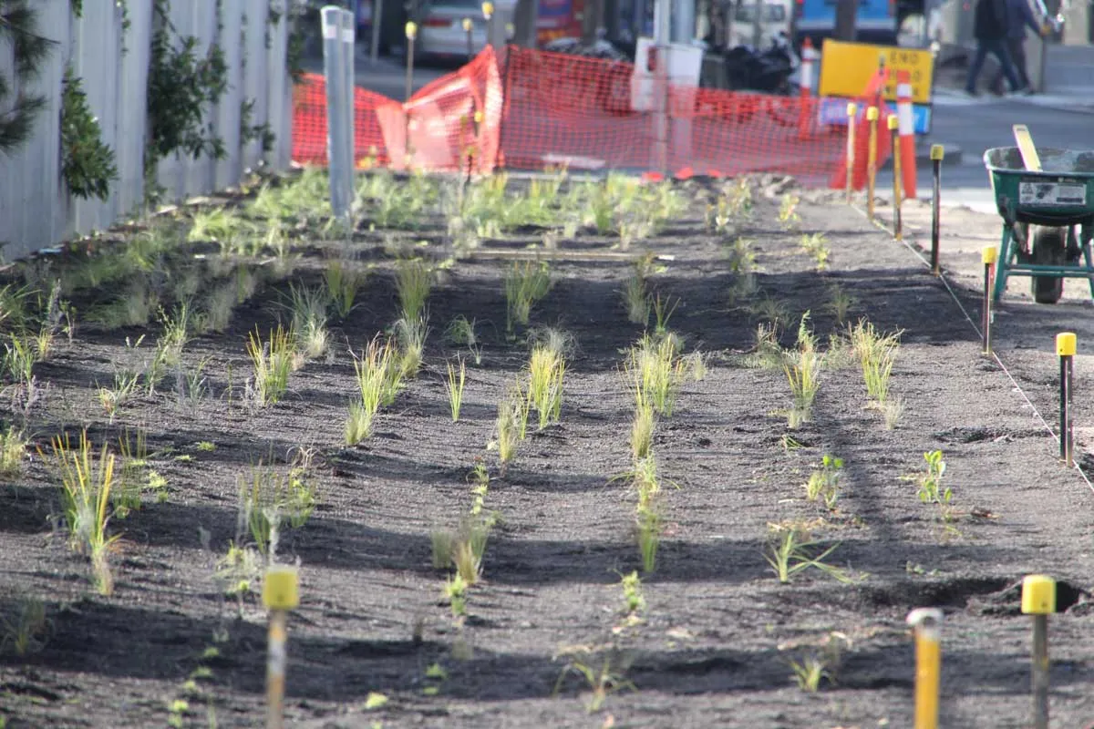 Grassy seedlings planted in soil in rows