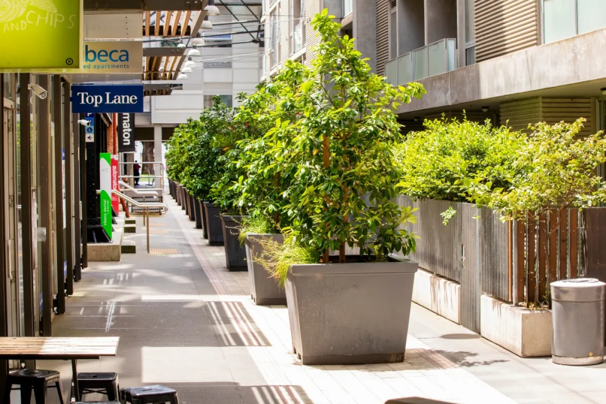 A laneway with trees in planter boxes