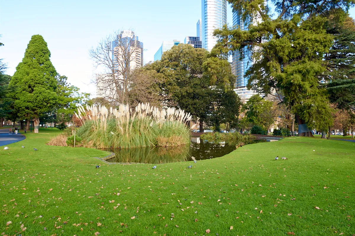 A lawn area with small pond, reeds and large trees. CBD buildings can be seen in the background.