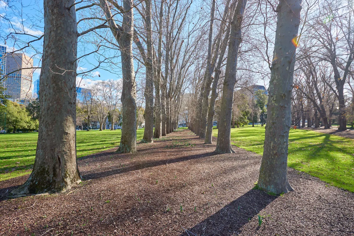 Rows of large trees with lawns on either side. City buildings can be seen in the background.