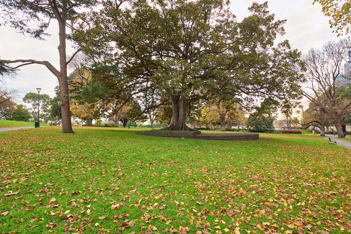 A large fig tree and paved platform in the centre of a lawn area scattered with fallen leaves.