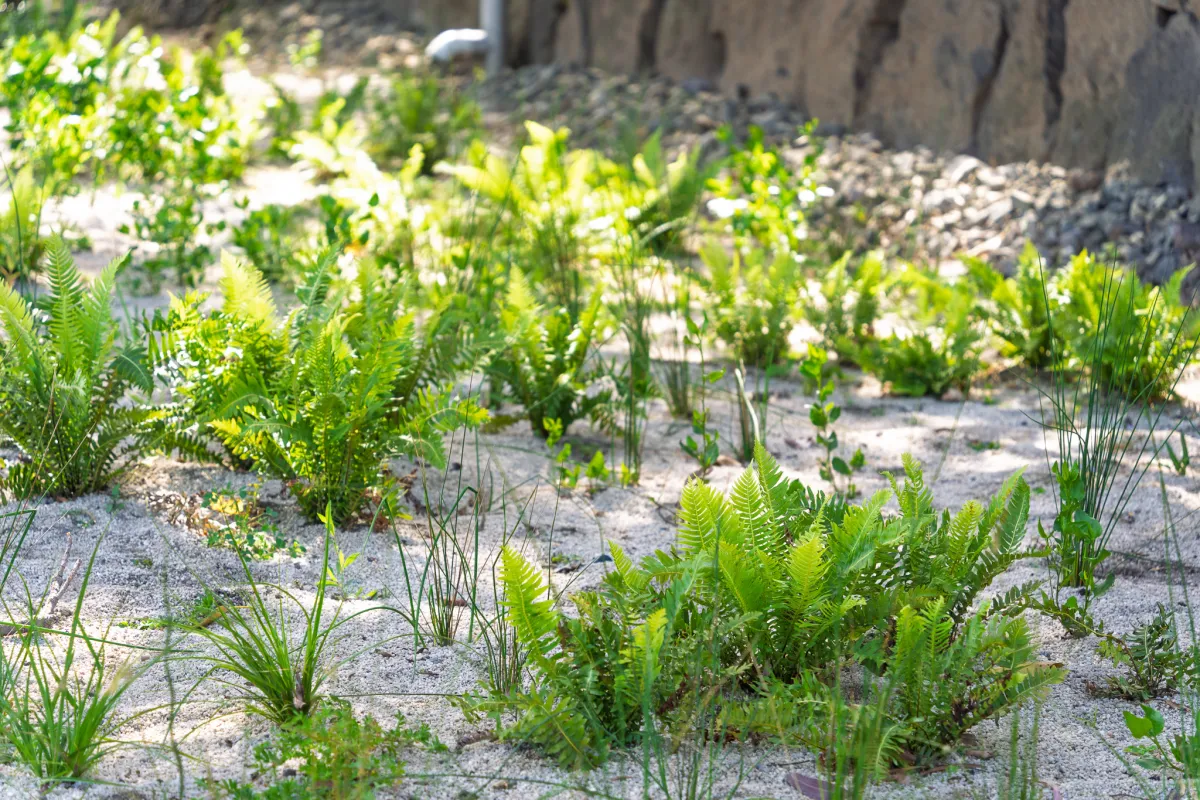 New plants at the Birrarung Marr Precinct