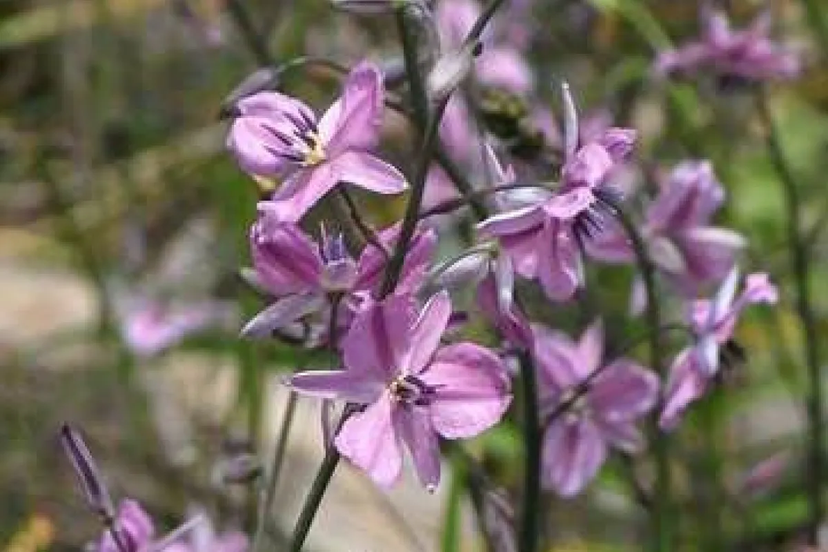 Arthropodium strictum. - Russell Best