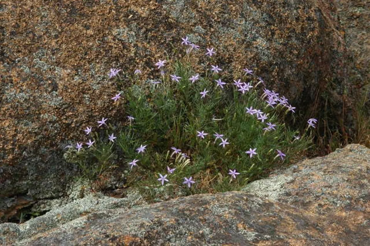 Isotoma axillaris - Chris Lindorf