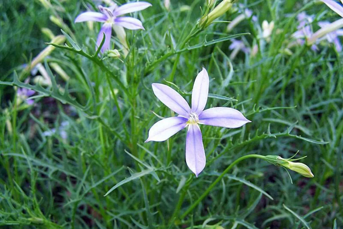 Isotoma axillaris - University of Melbourne