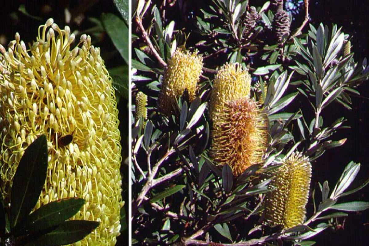 Lemon yellow flowers, in various stages from buds, semi-open to spent. - The University of Melbourne