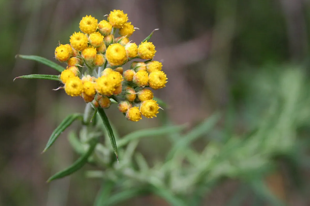 The numerous heads in tight clusters give the plant its common name. - Bill Strong (CC)