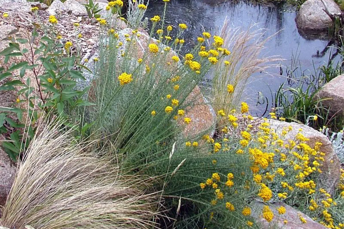 Clustered Everlasting makes a fine display in this nature-like garden. - The University of Melbourne