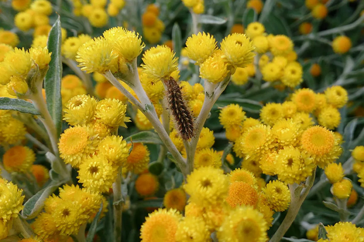 Australian painted lady larvae on Chrysocephalum semipapposum -Jesse Kurylo (UoM)