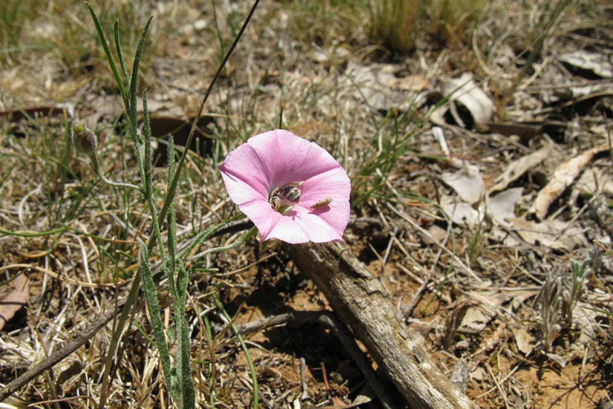 Native bee on Convolvulus angustissimus subsp angustissimus - Harry Rose (Wikimedia)