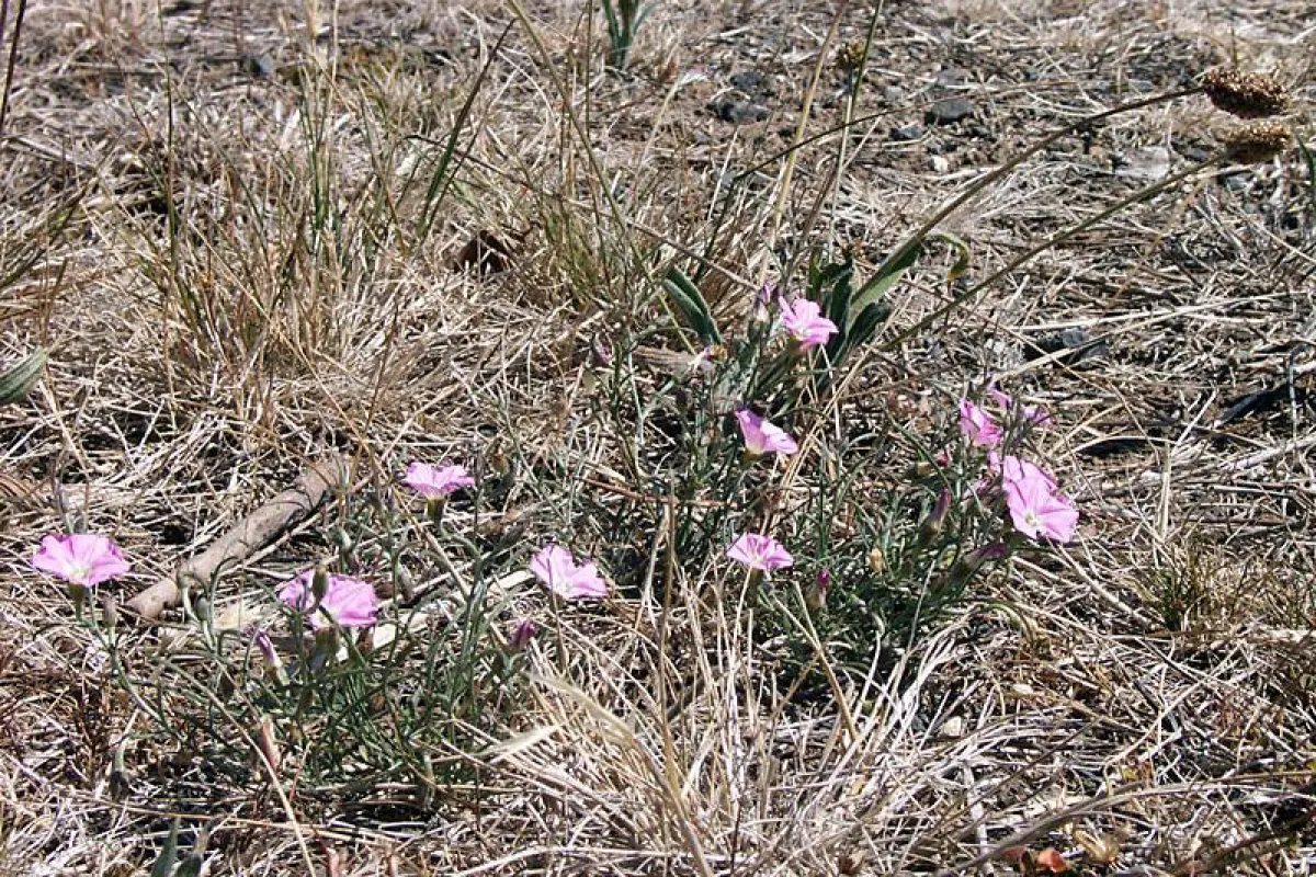 This pretty plant will grow in fairly difficult sites, if competition from other plants is not too vigorous. - The University of Melbourne