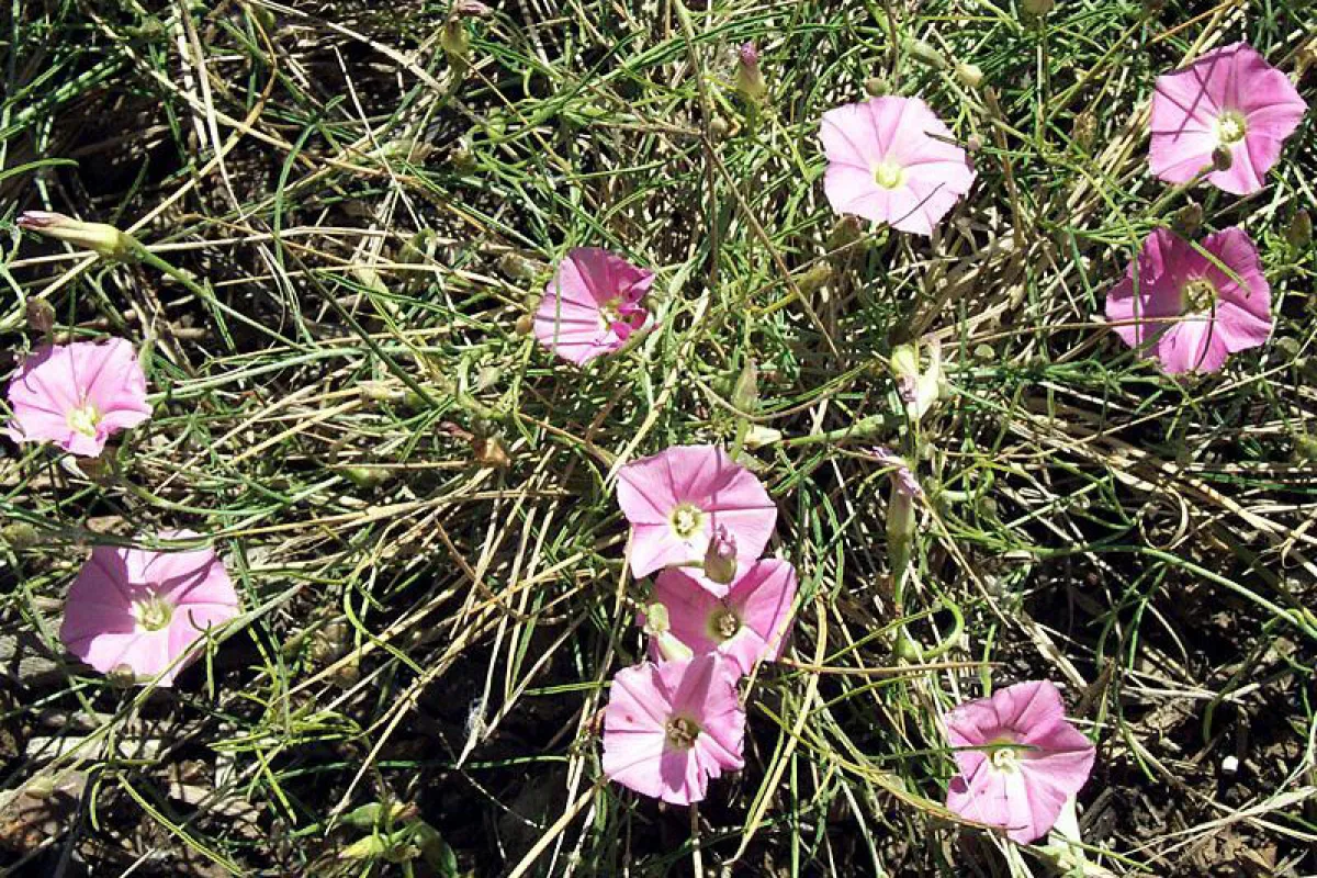 In grassy vegetation, plants will be inconspicuous until they flower. - The University of Melbourne