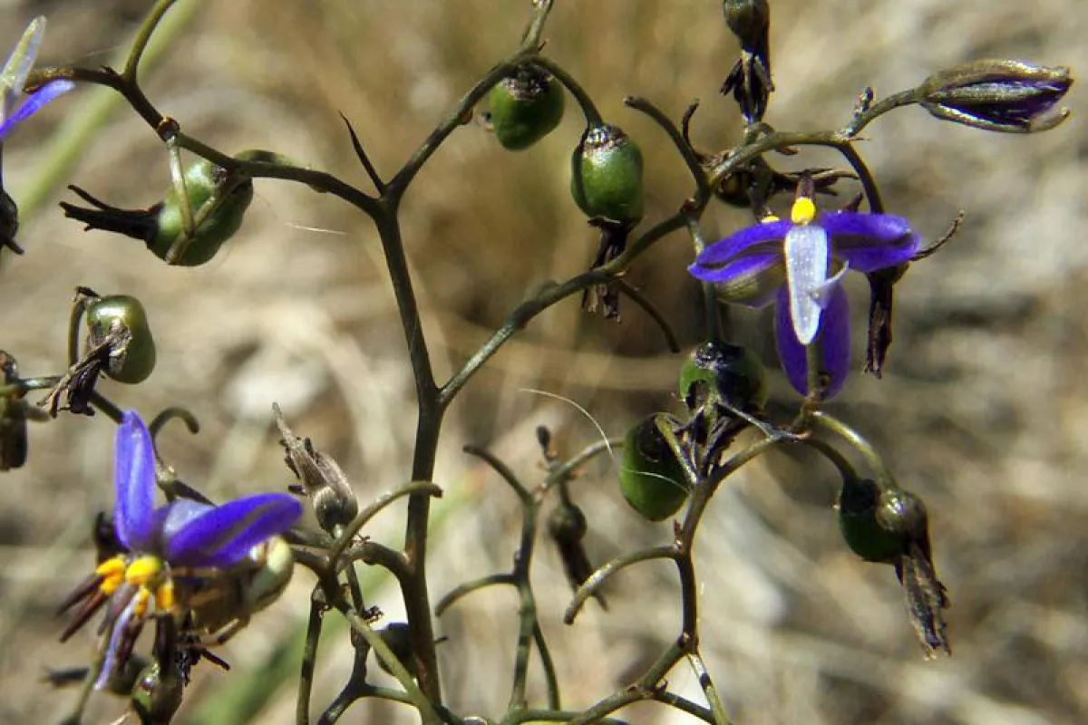 As the common name implies, the flowers of this species have black anthers. - The University of Melbourne