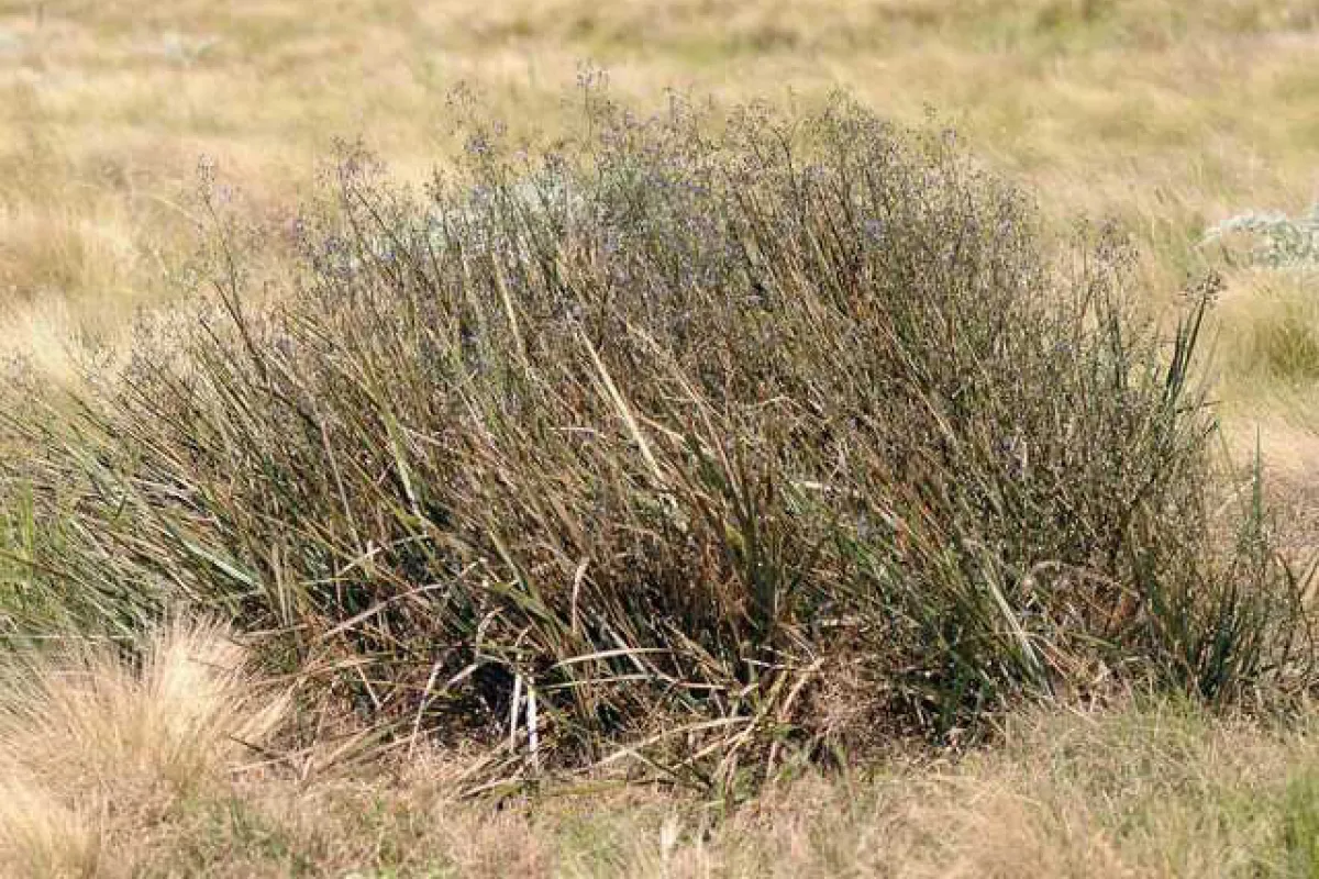 Dianella admixta - Giorgio De Nola (Nature Share)