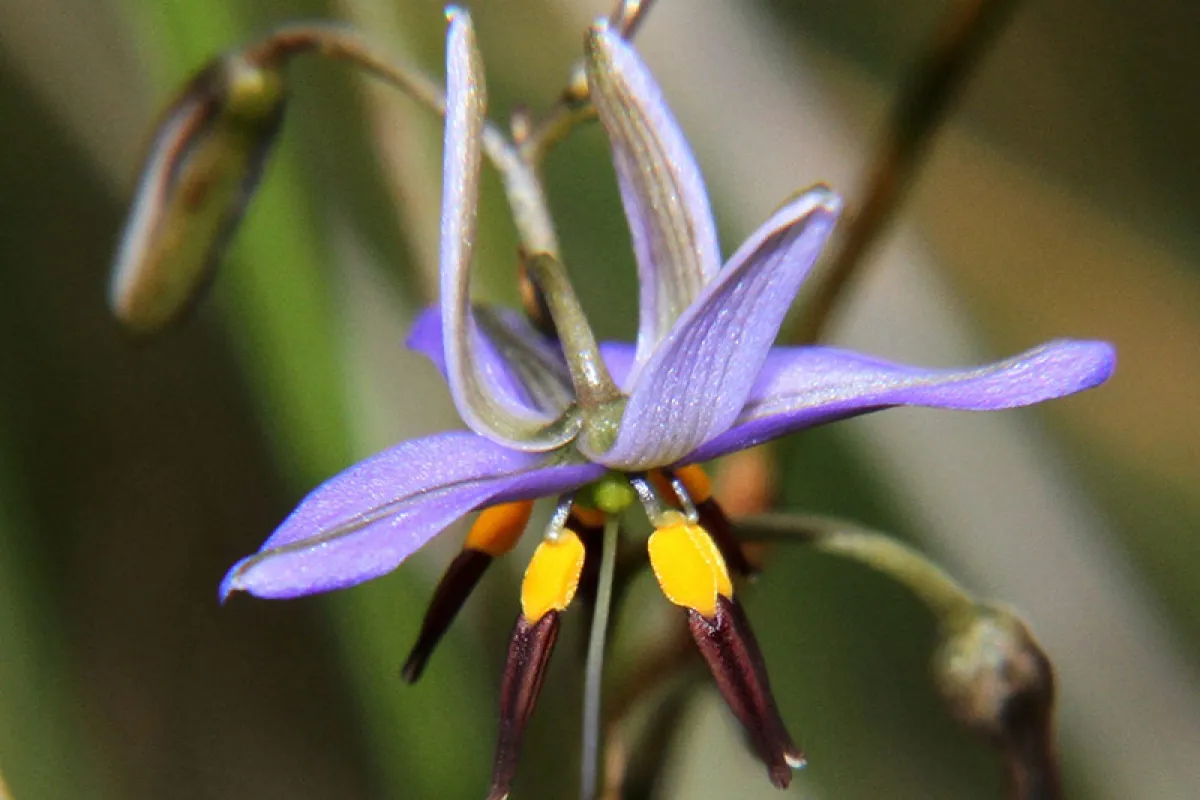 Dianella admixta - Russel Best (CC)