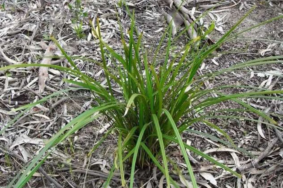 Dianella brevicaulis - Russell Best (NatureShare)