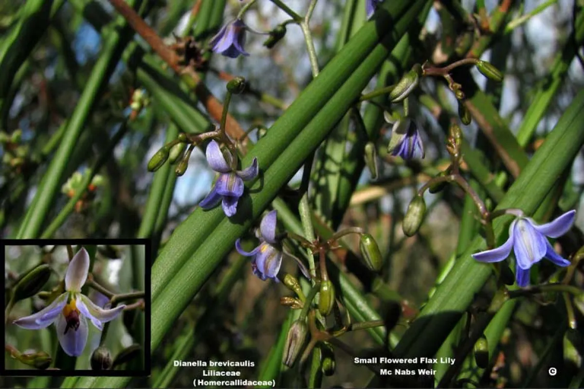 Dianella brevicaulis - Richard Hartland