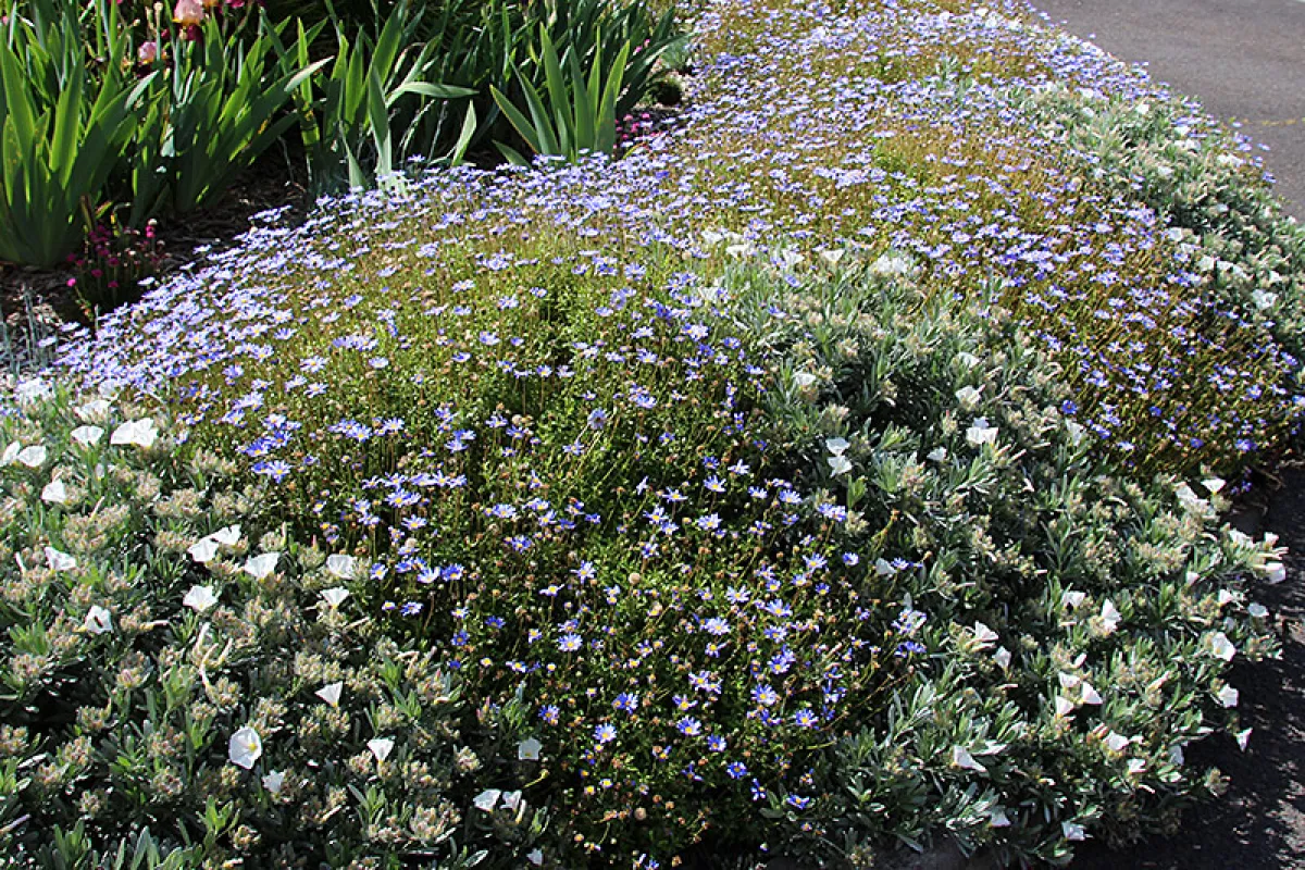 Felicia amelloides (with Convolvulus cneorem) as a bold edging. - The University of Melbourne