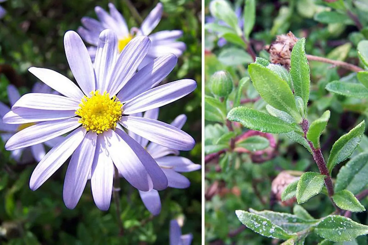 Felicia amelloides - The University of Melbourne