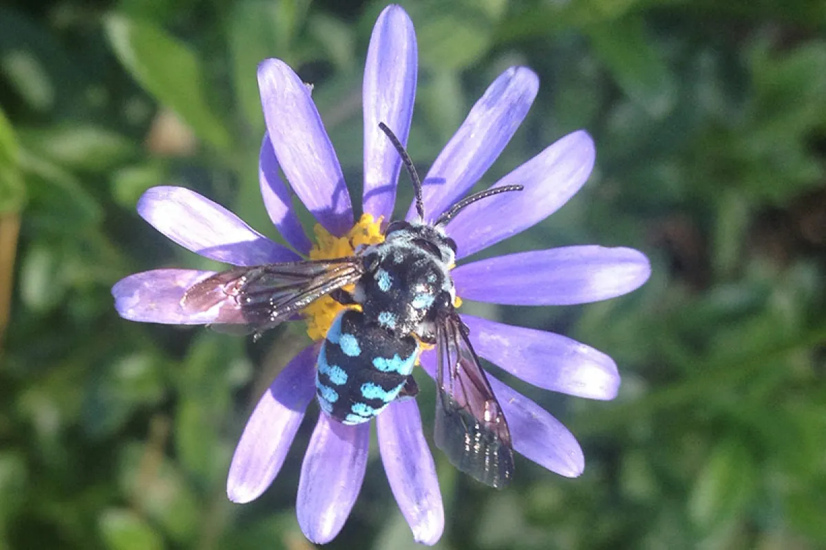Thyreus sp. on Felicia amelloides. Photo: Jess Baumann